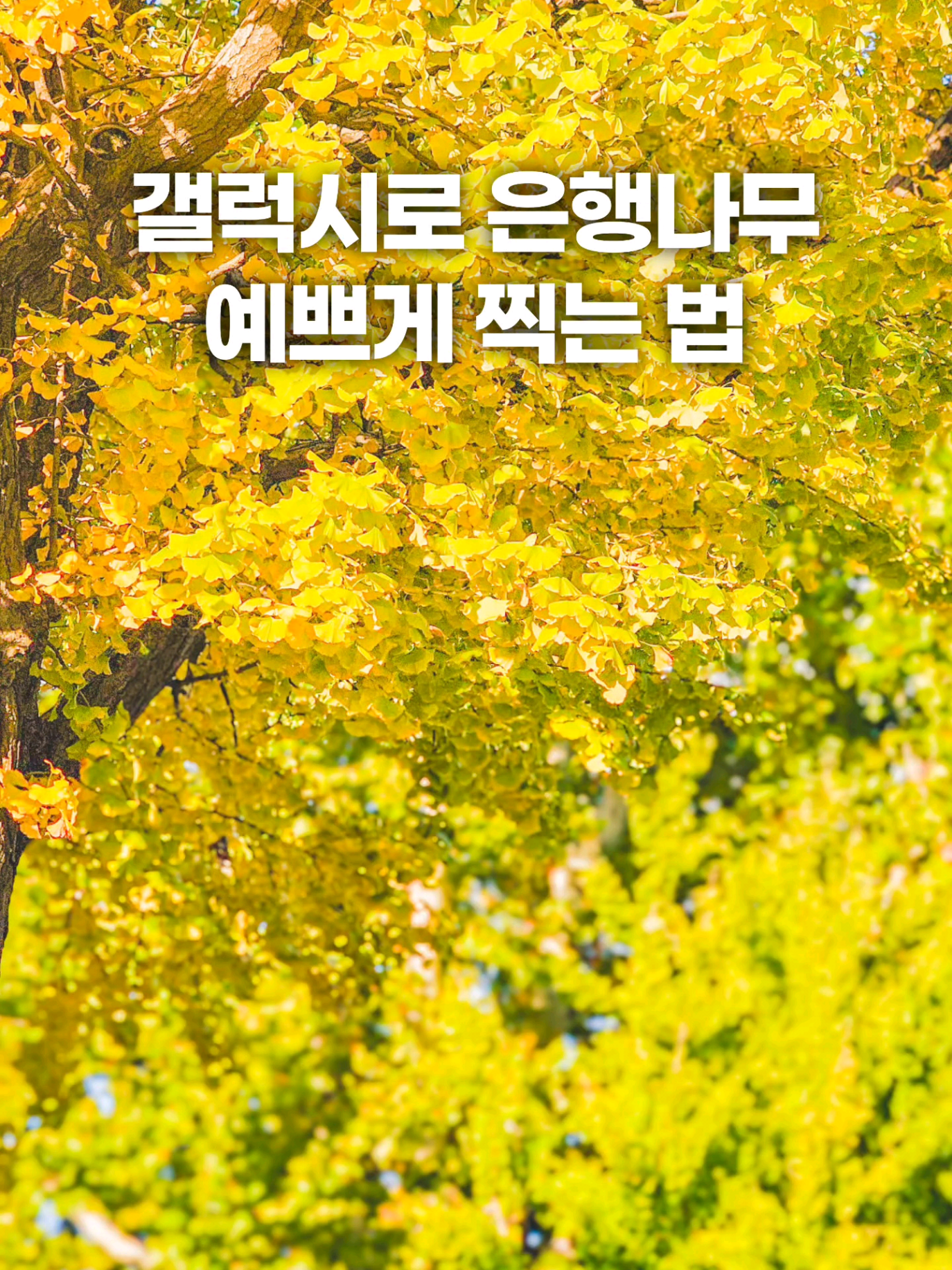 @주니웨어 주니