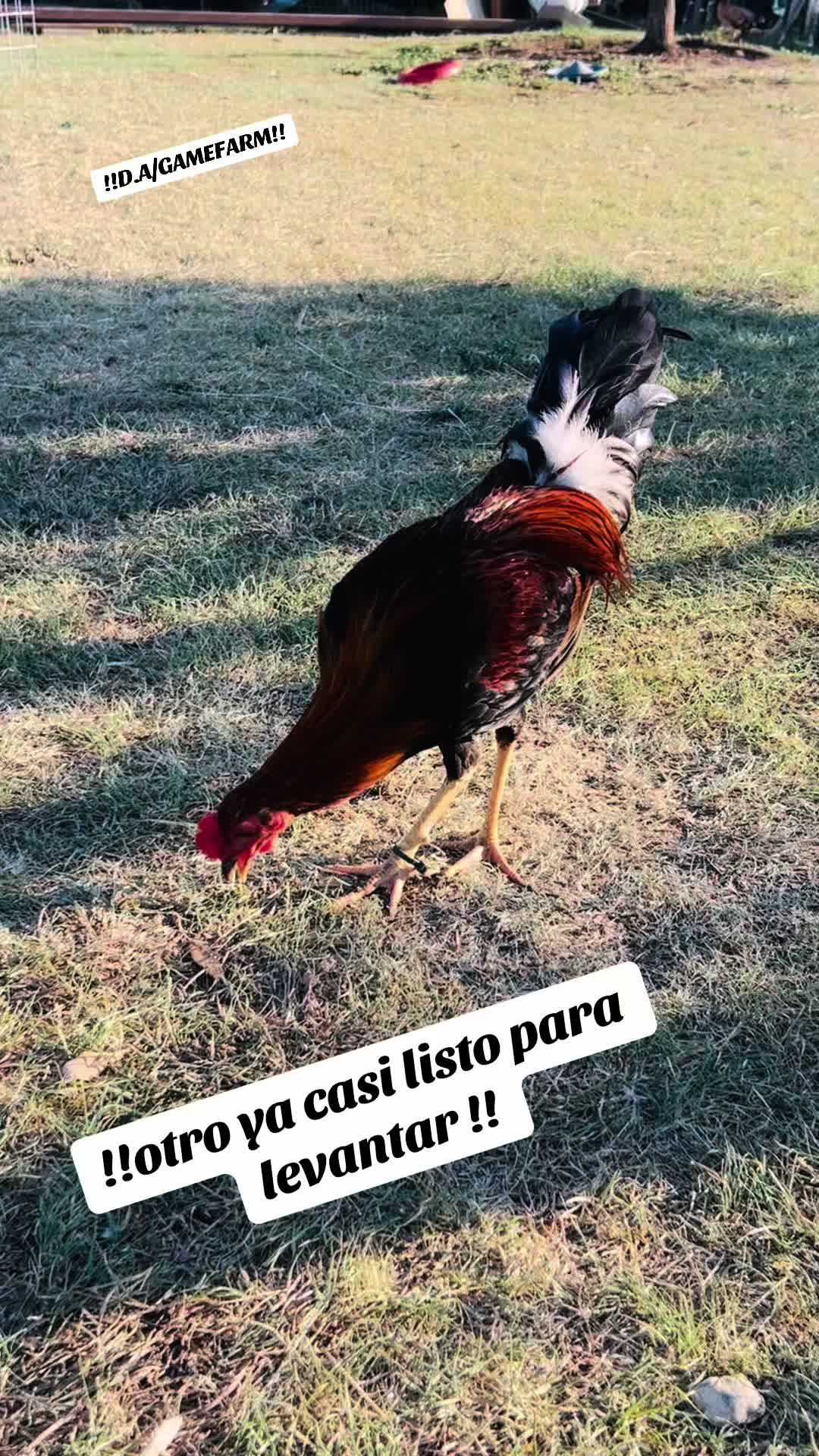 @DAgamefarm