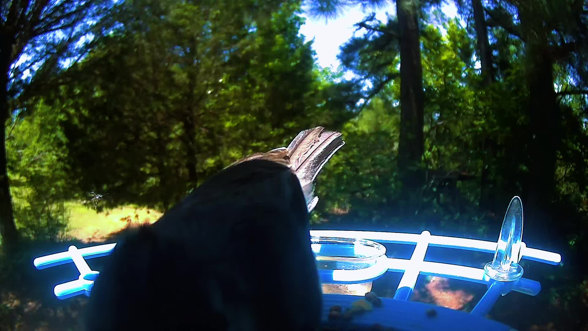 @Sassy Grammie Pants