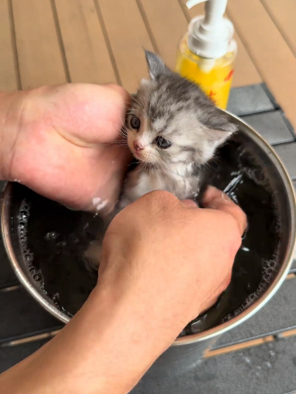 @Cat Love