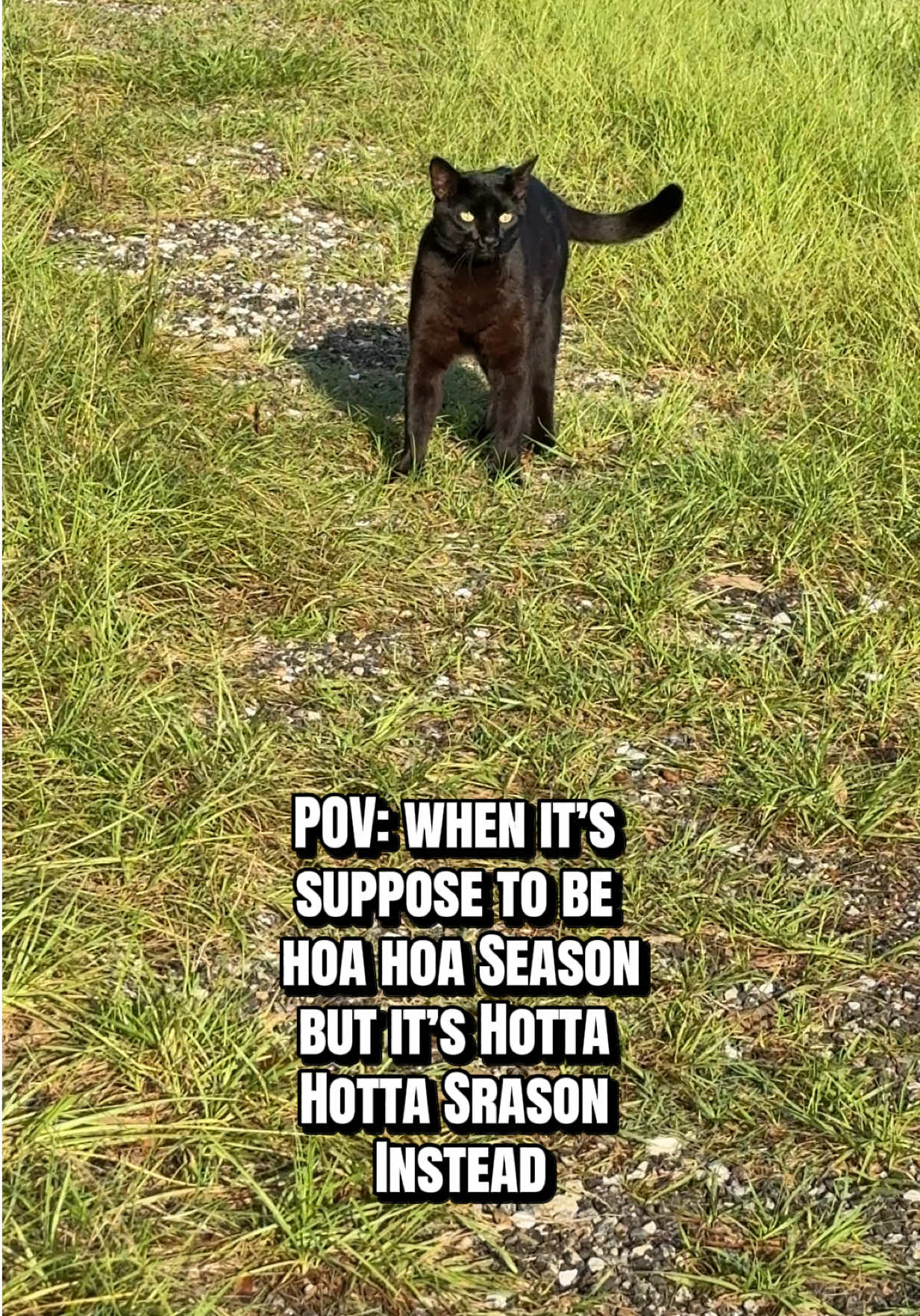 @Shiva The Forest Cat