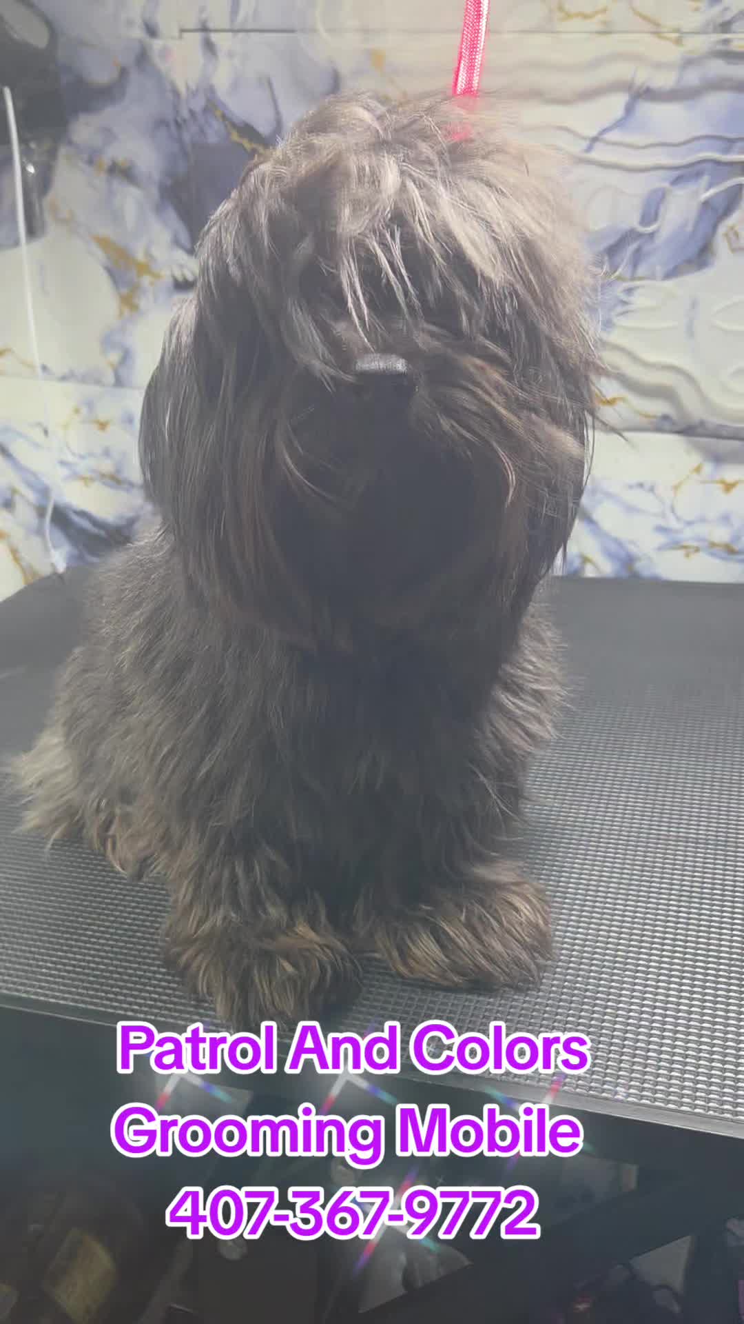 @Patrol and colors Grooming LLC