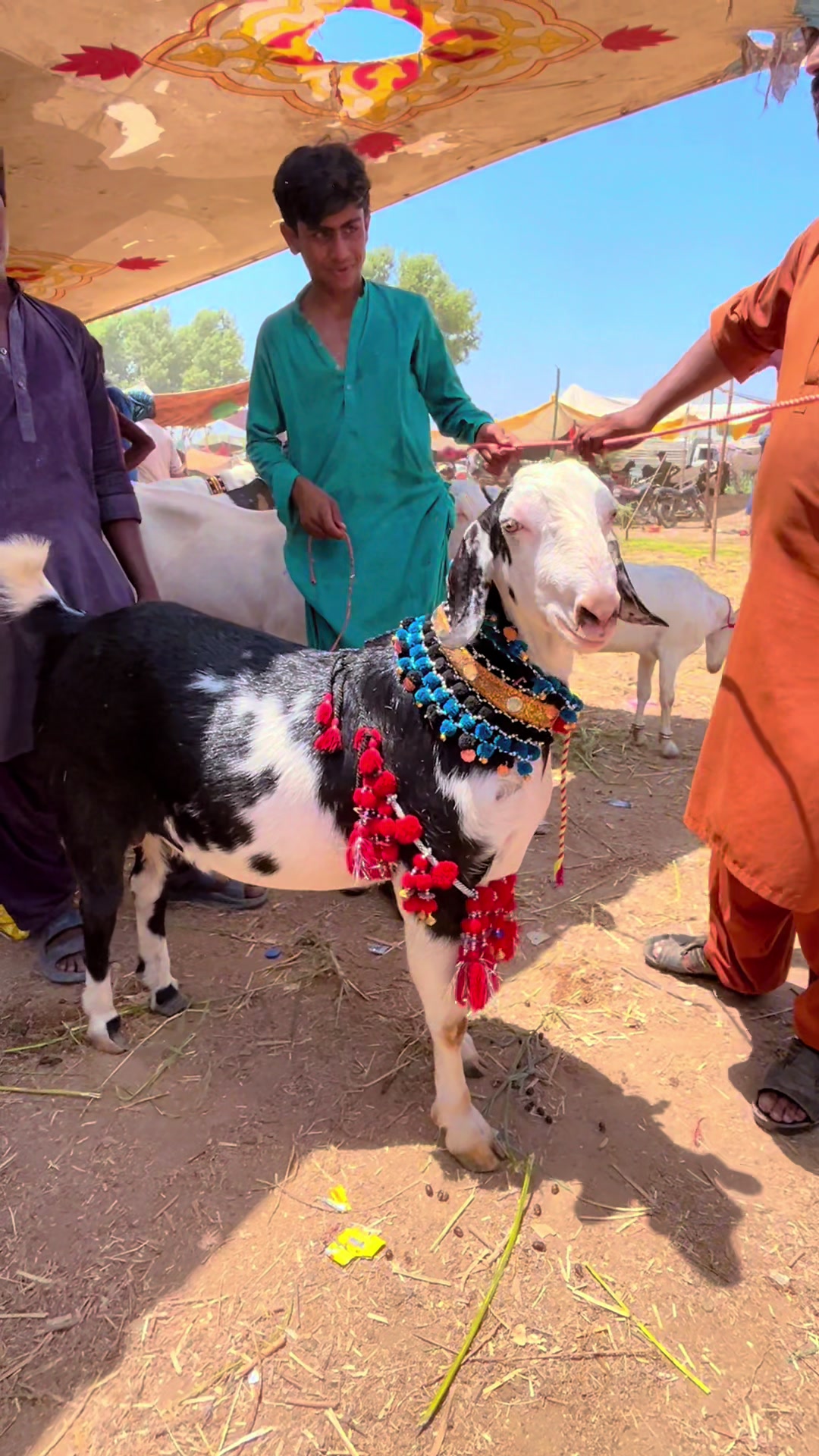 @MS Cattle Farm
