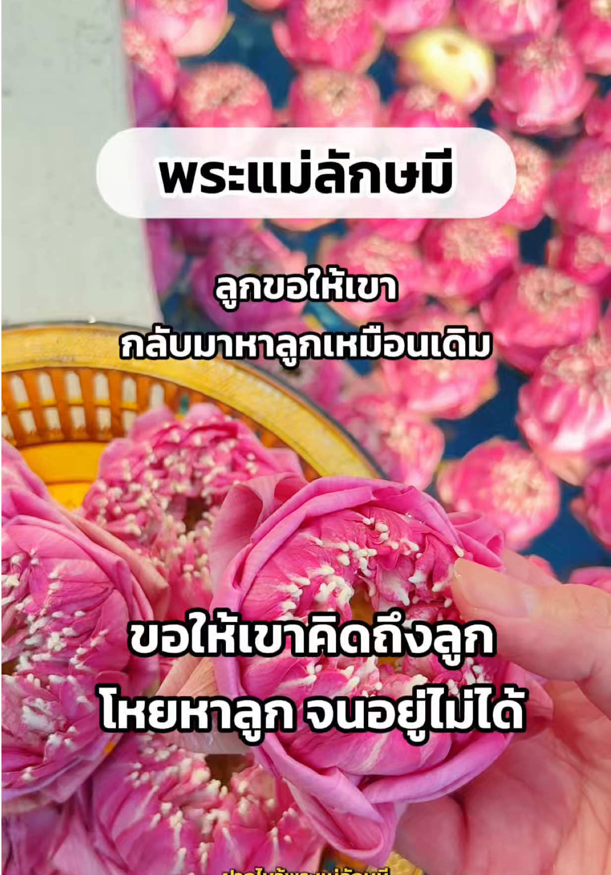 @มามู ออนไลน์ - ฝากไหว้ขอพร