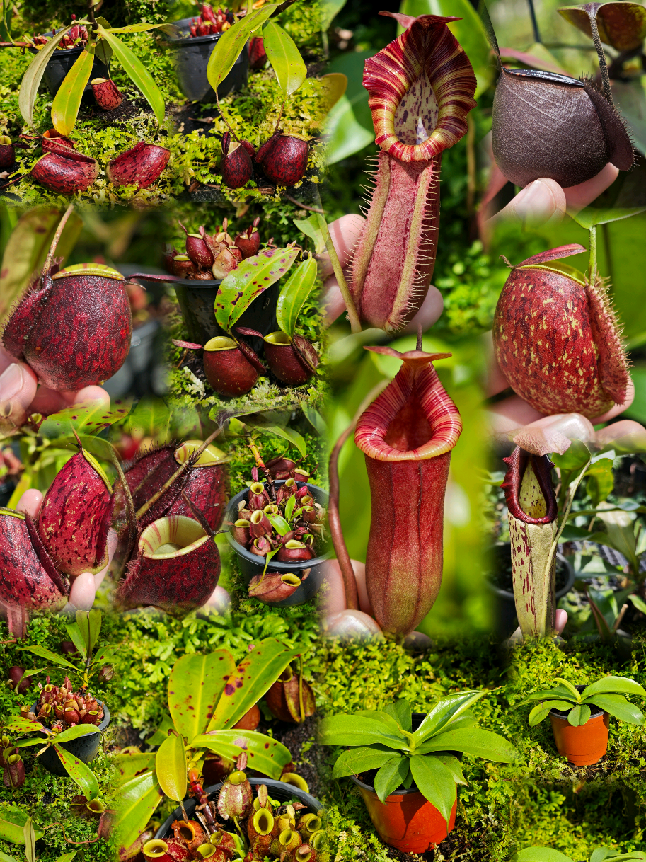 @GSp.Rayong Nepenthes