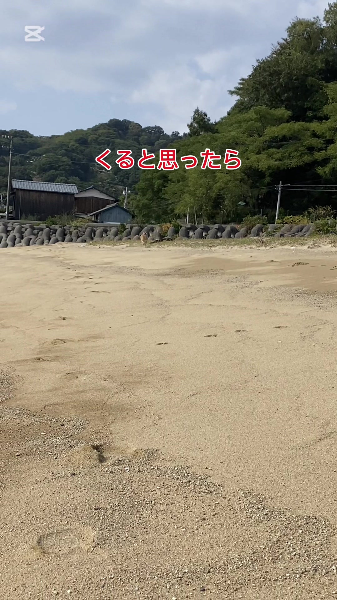 @島犬リリーのtikdog