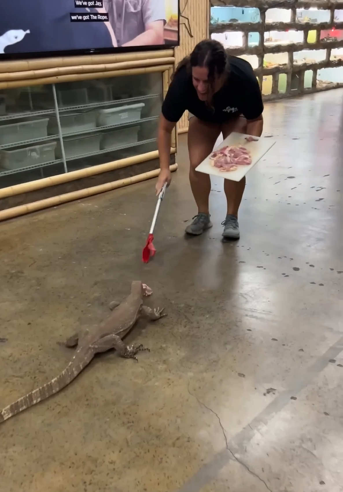@The Reptile Zoo