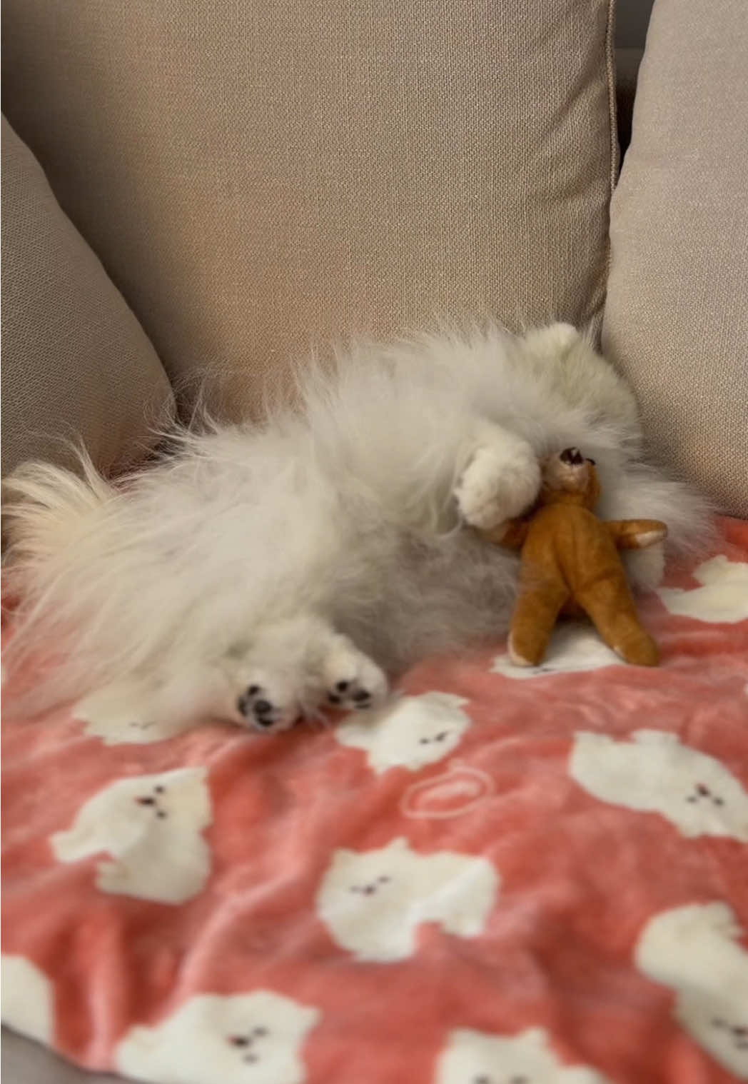 @lil.fluff.ball_mochi