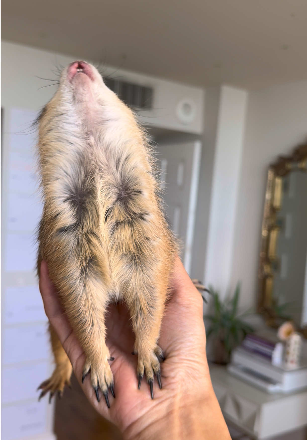 @Poppy the Prairie Dog