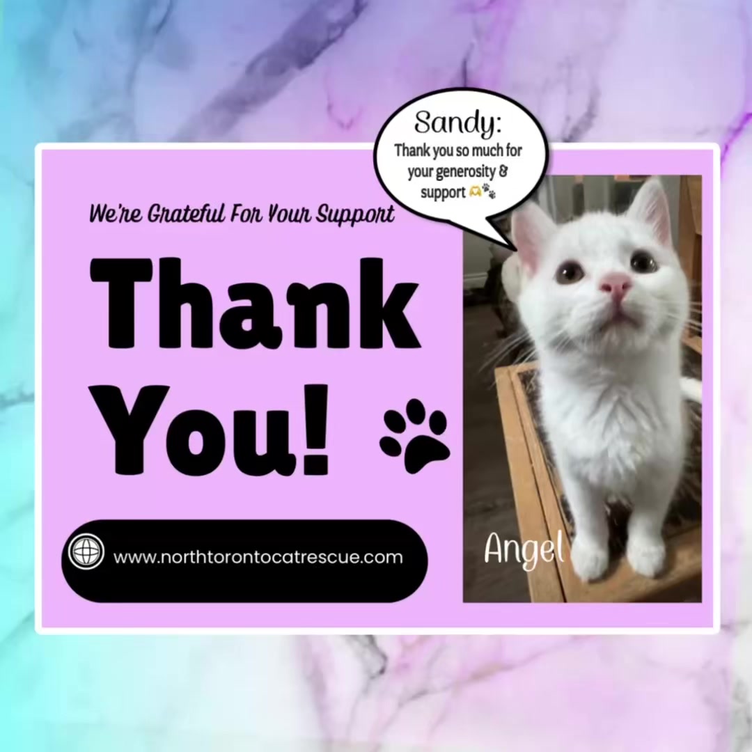 @North Toronto Cat Rescue