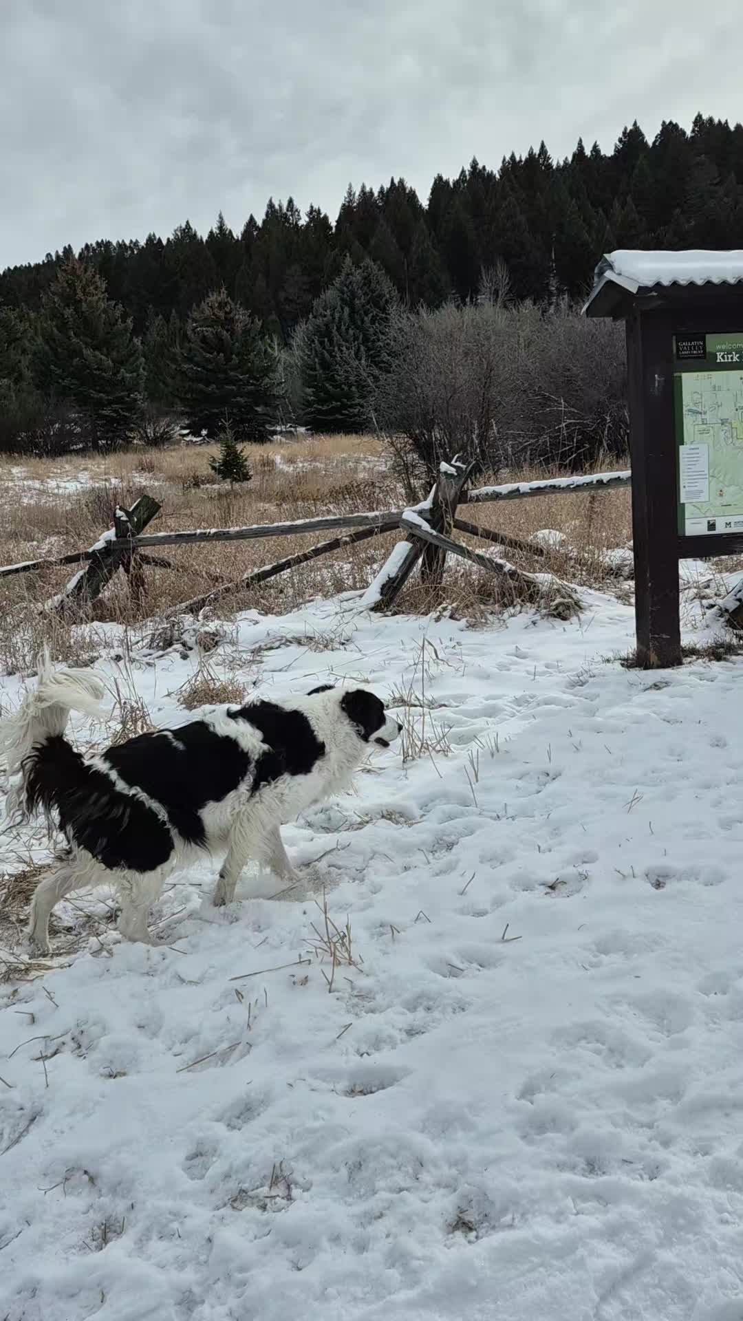 @Graciedogshuman