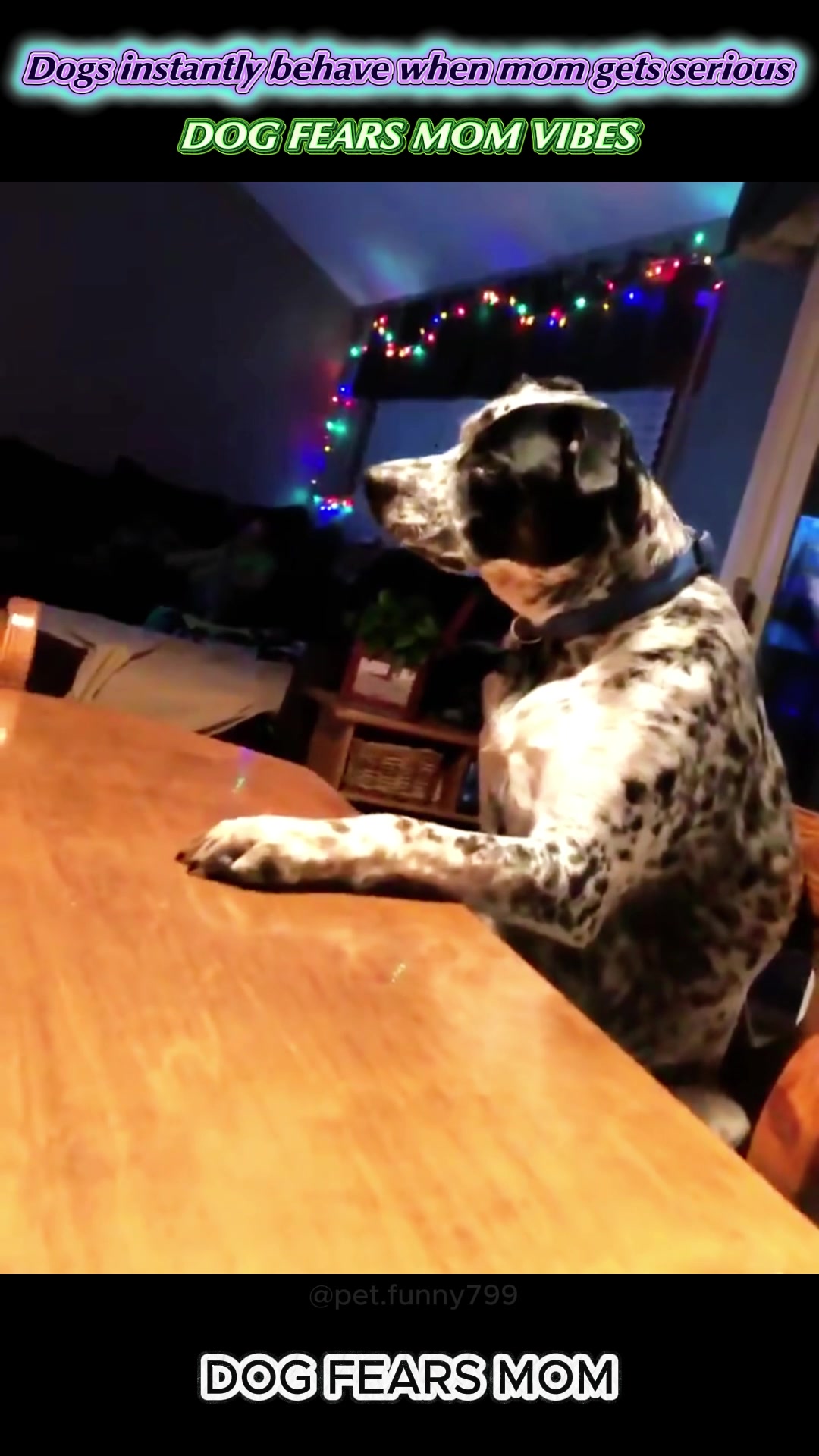 @pet.funny799