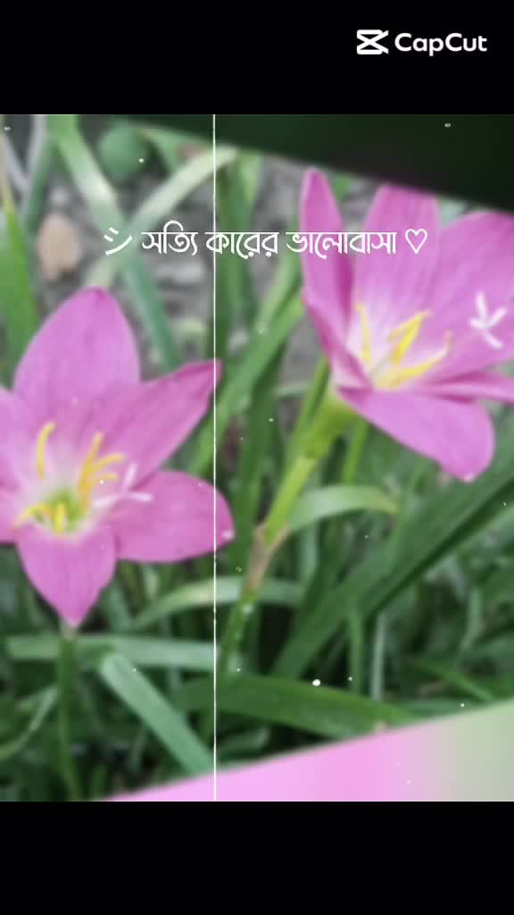 @papiya sarkar