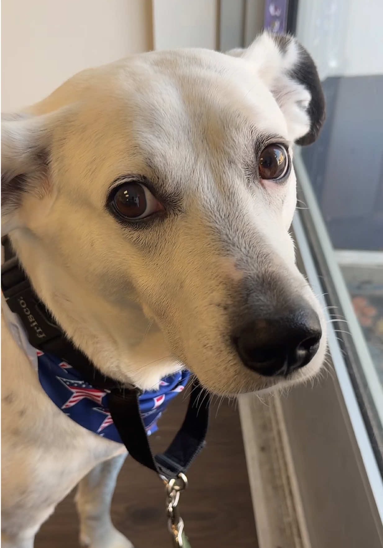 @DIRTY.PAWS.PETSALON