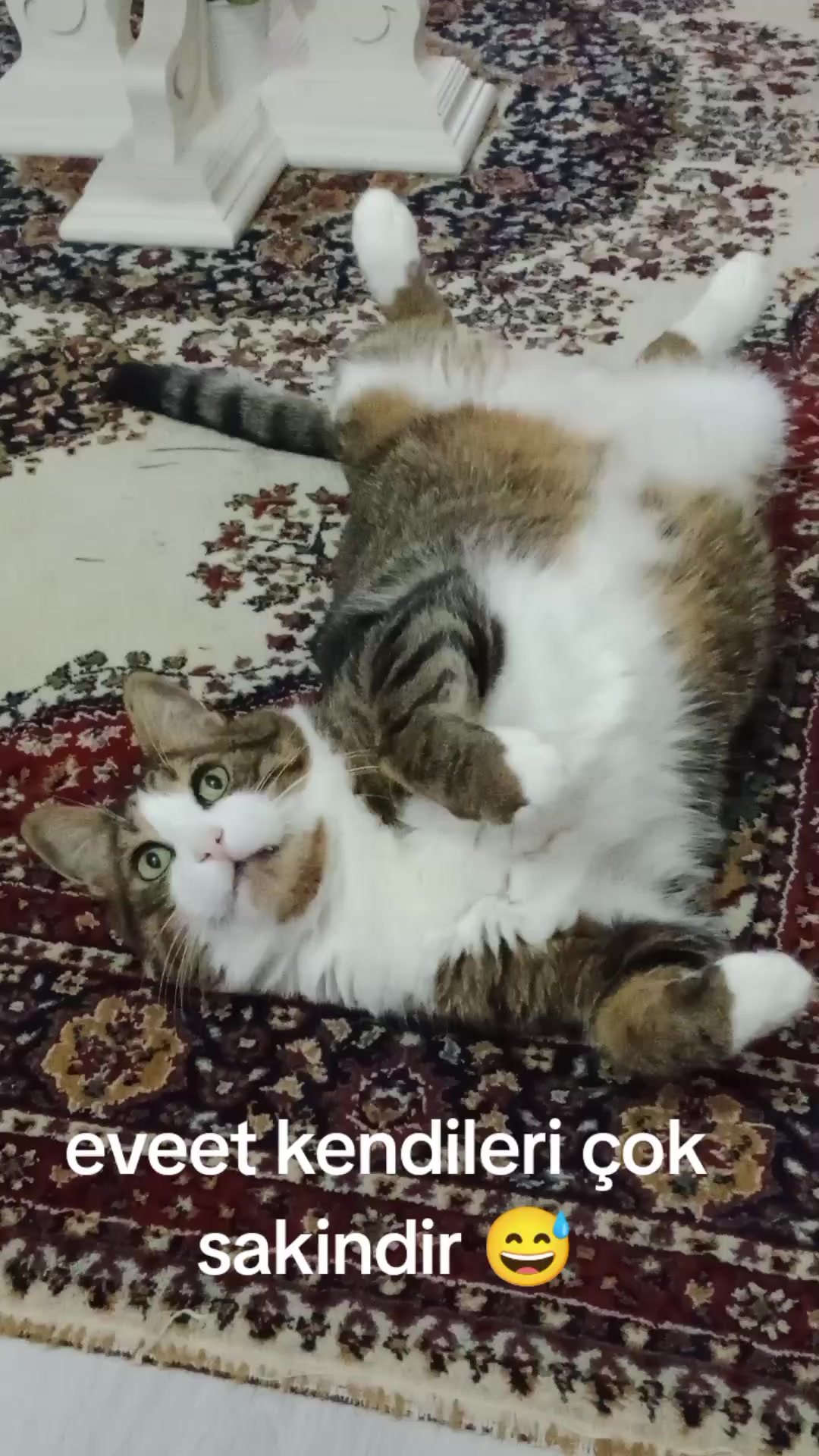 @şanslı