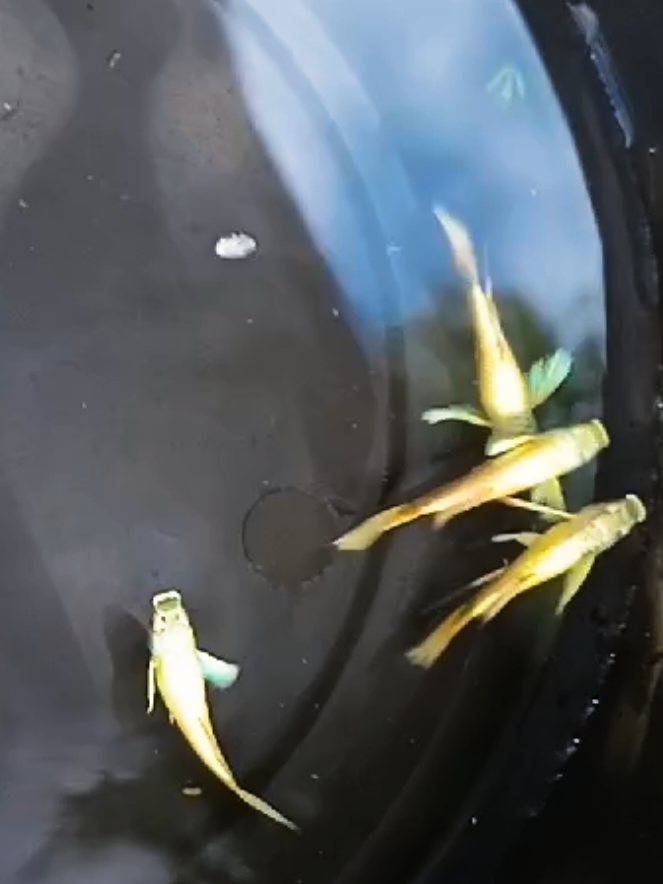 @dexx aquatics