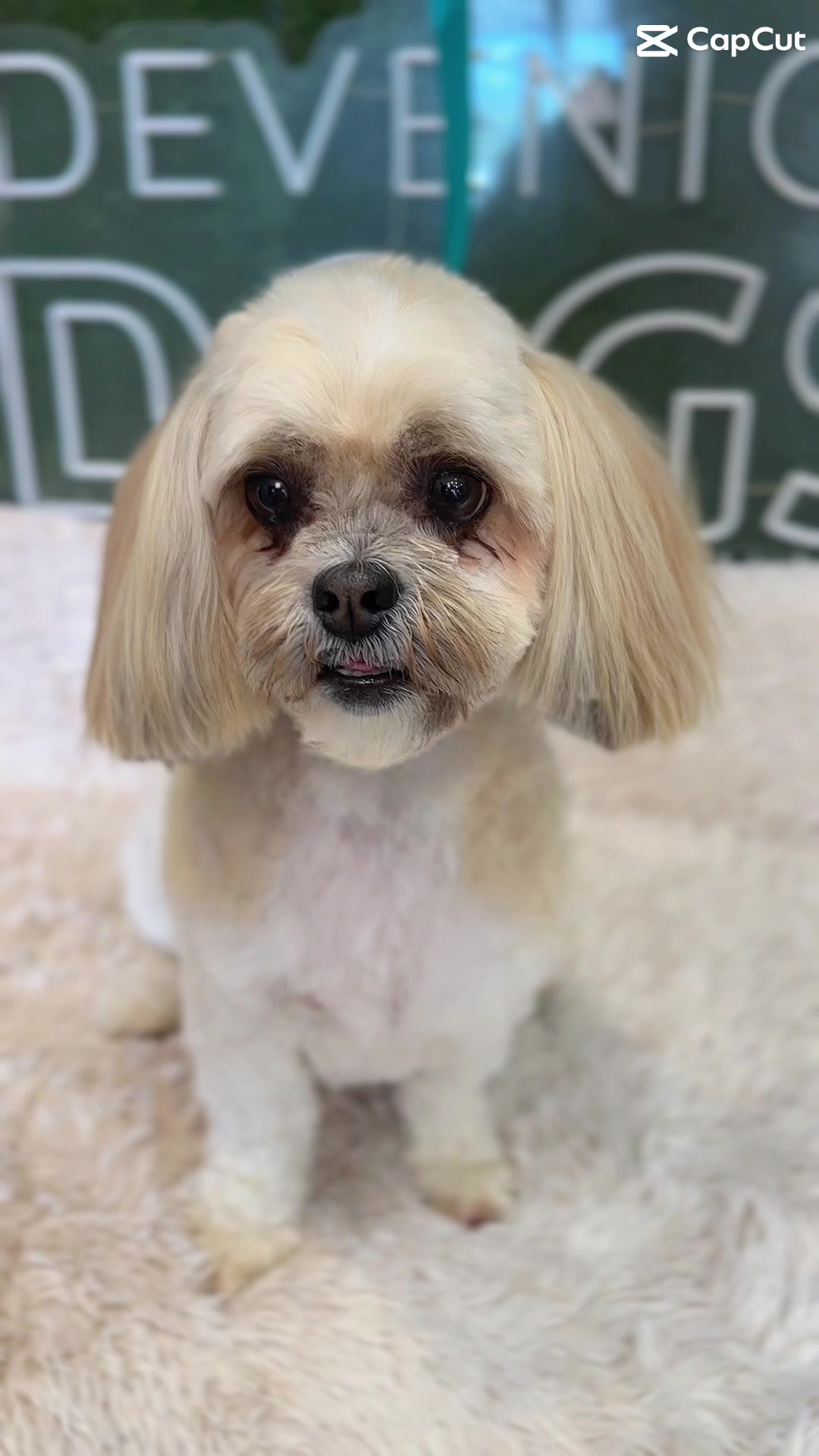 @DevenickDogs