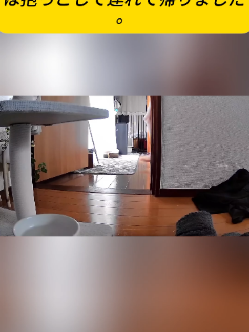 @ねこびより