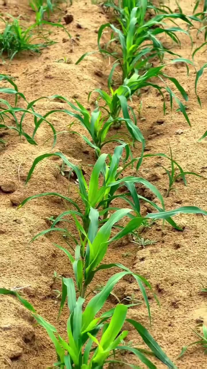 @فوزیا۔ ۔۔۔۔۔۔سومرو۔۔