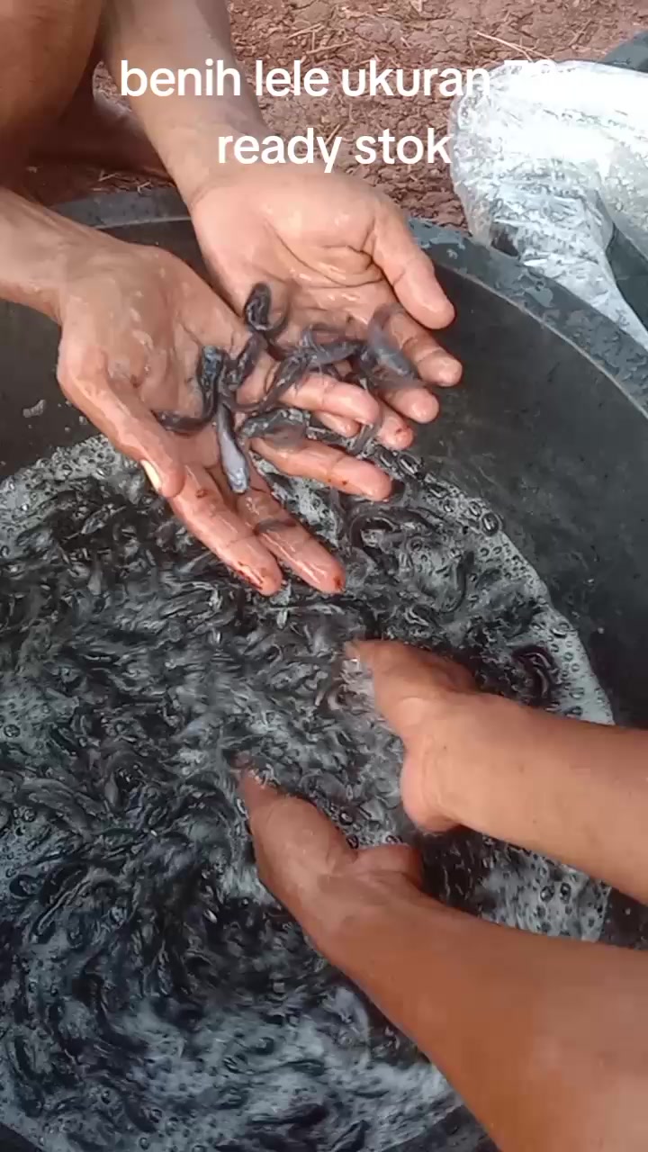 @afdhal koi farm