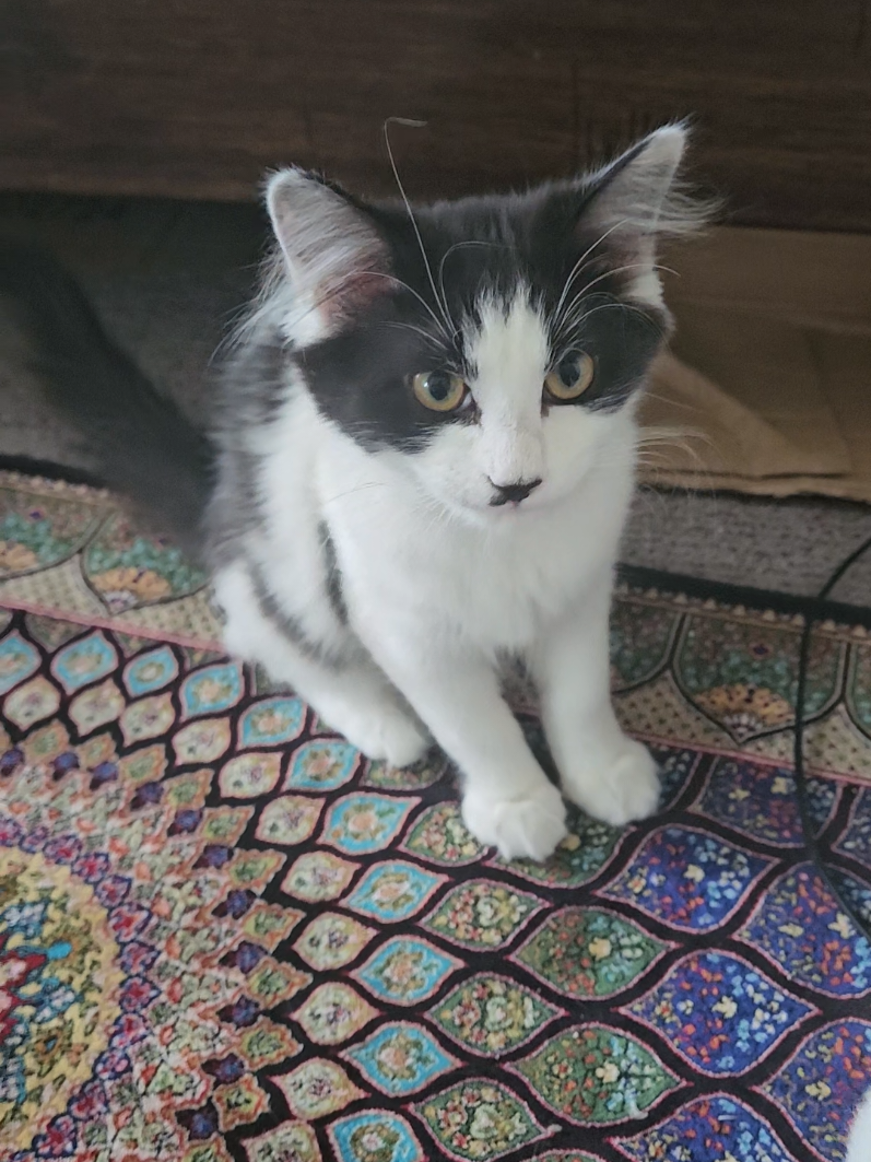 @UtahCatTrapper