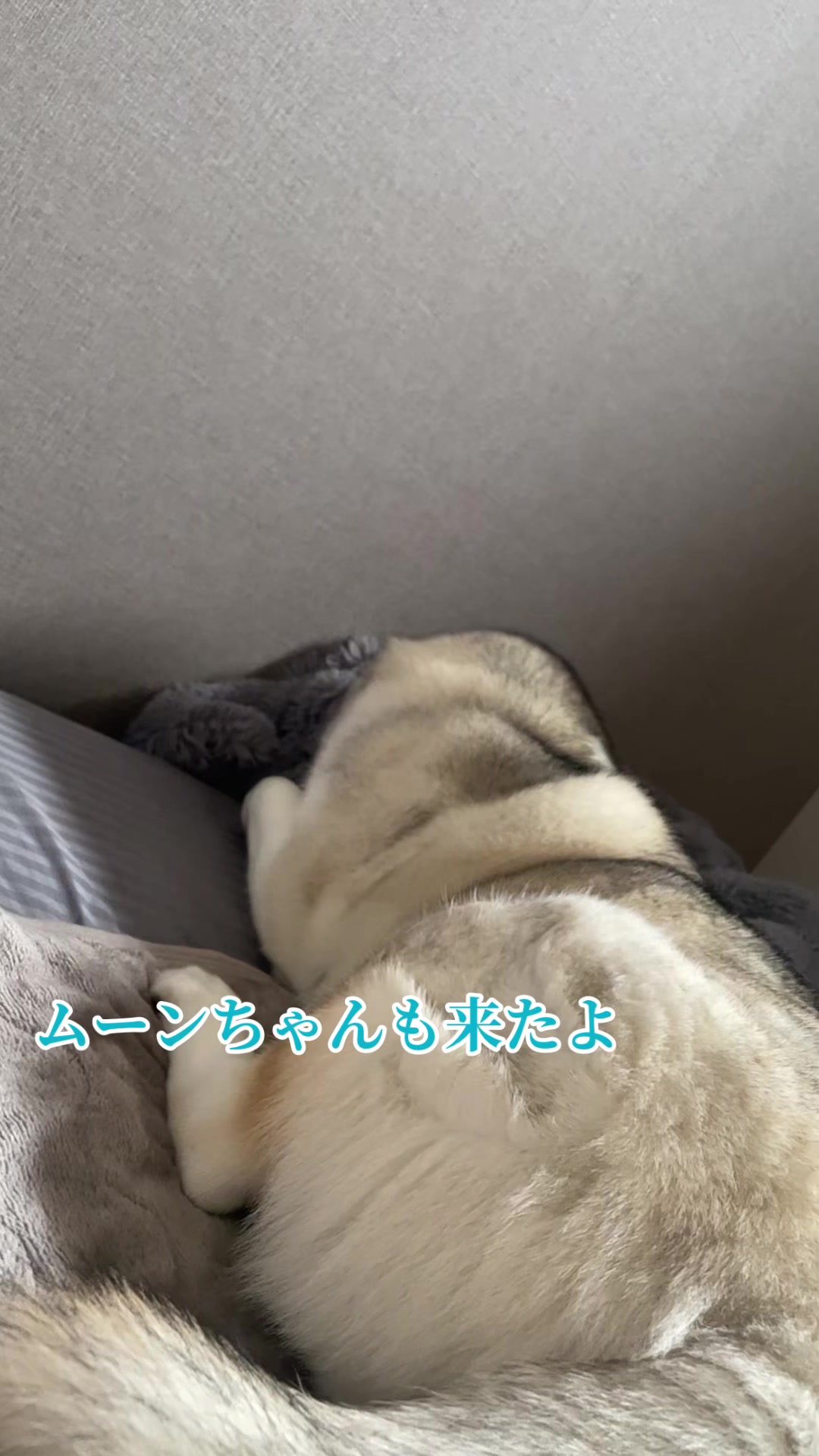 @サン☀️とムーン🌙