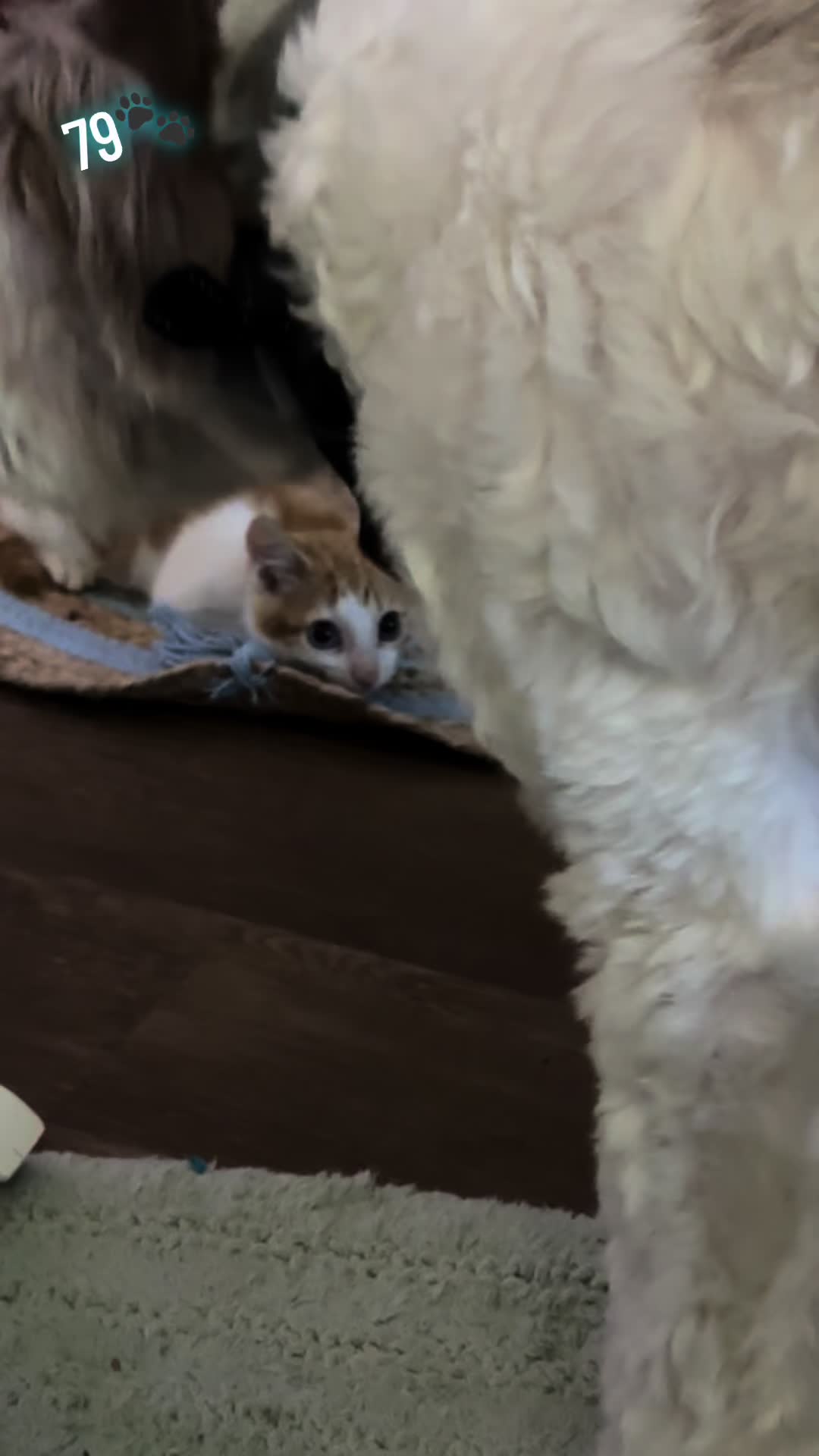 @Kittenluv #79🐾