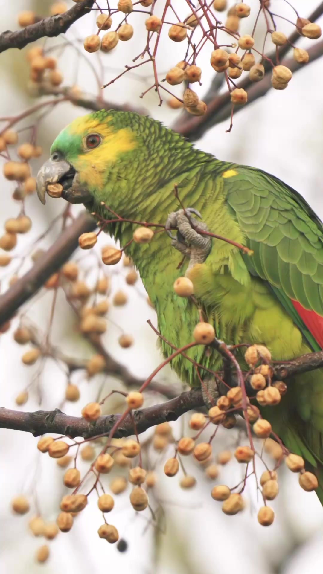 @Learn Parrots