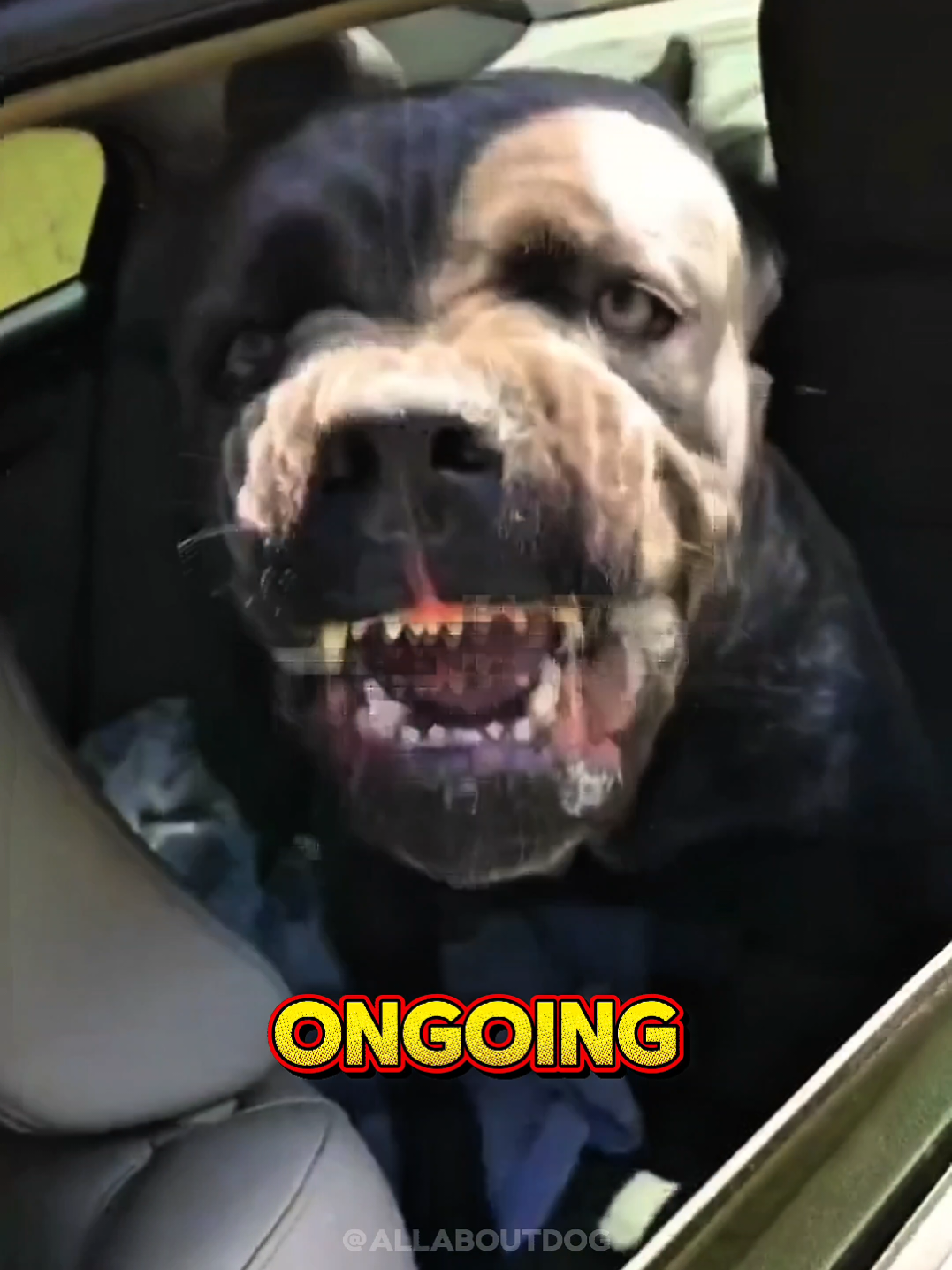 @Dog Breed World