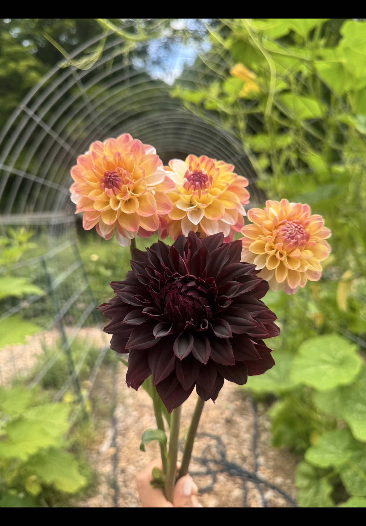 @Manica | zone 6a gardener