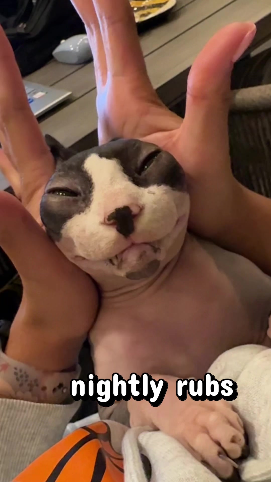 @BomboCats