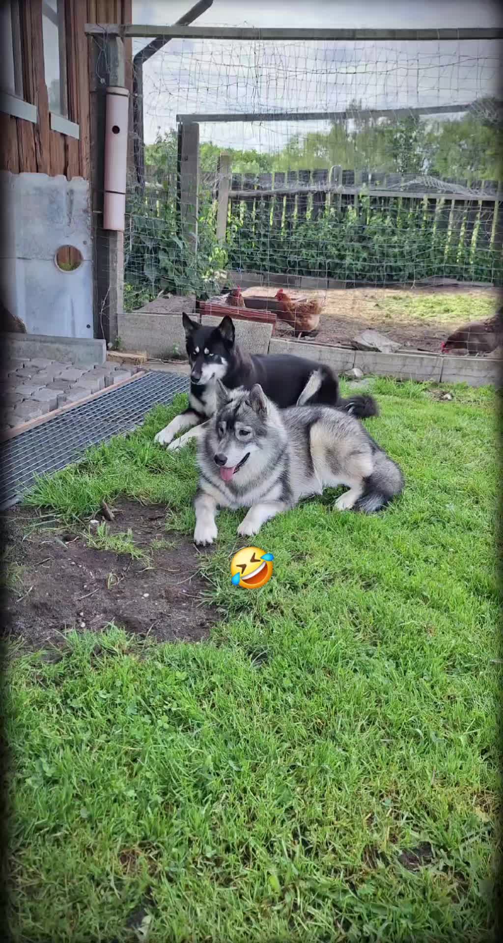 @🫶 🐾Snowborn Soul🐺🫶Sandra🐾