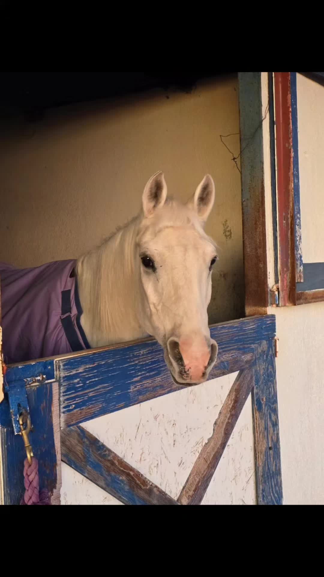@VMD Performance Horses