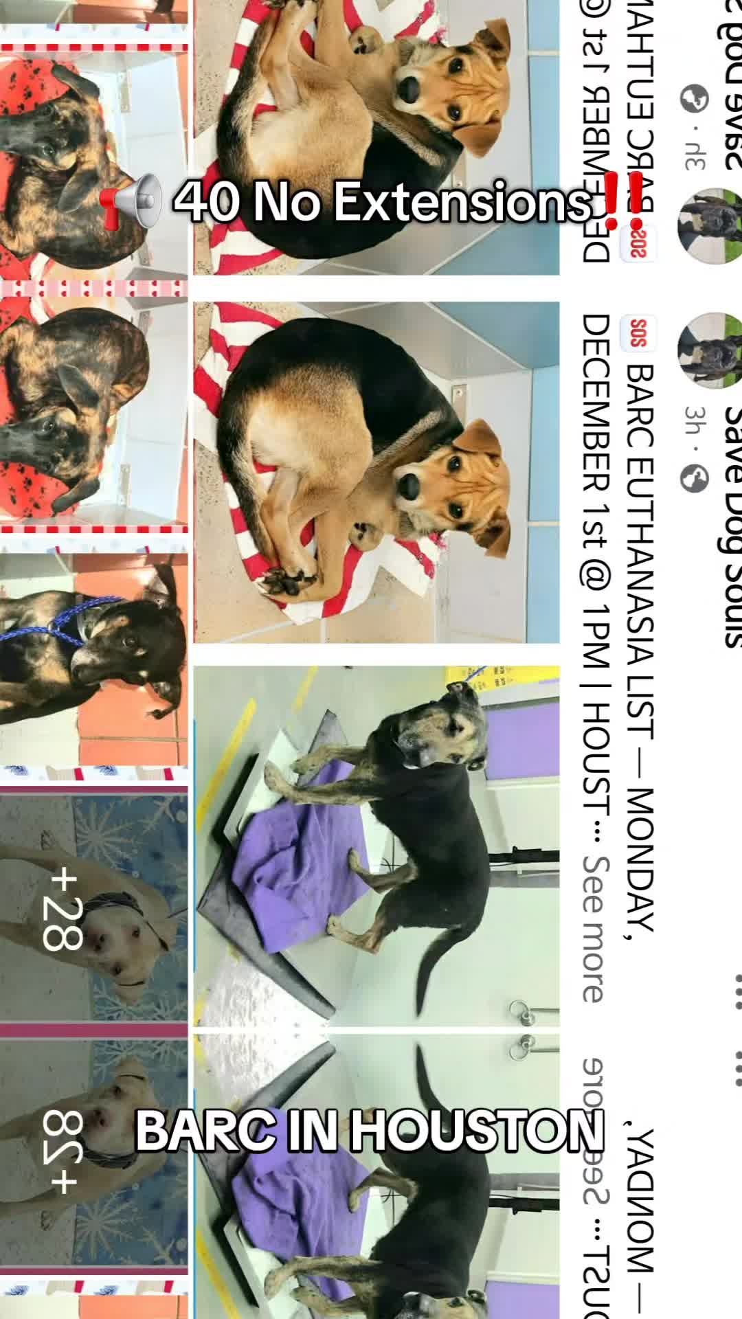 @Save Dog Souls