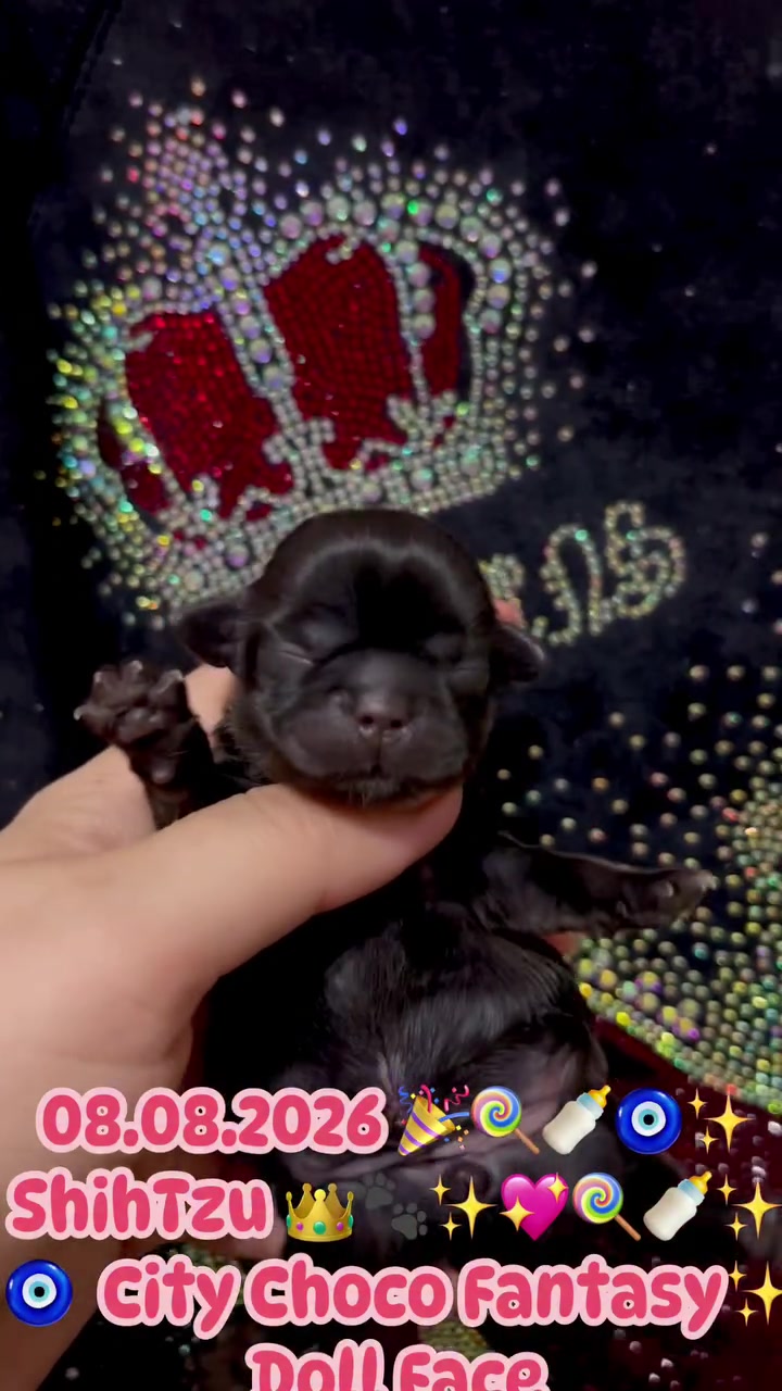 @Yorkie Maltipoo ShihTzu Teddy