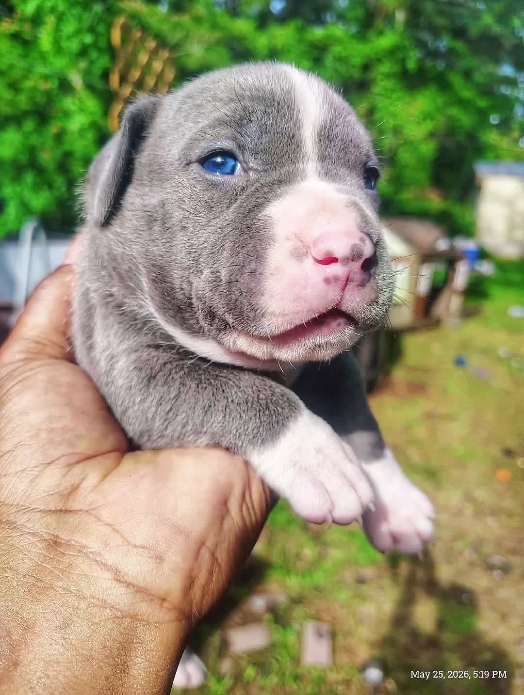@HACHIKO LINE Bully Kennel