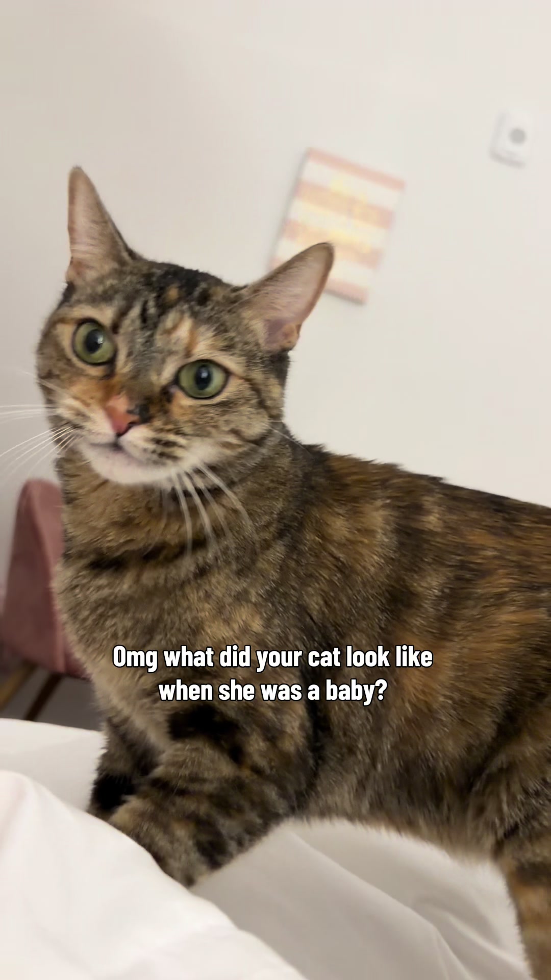 @Petal the kitty