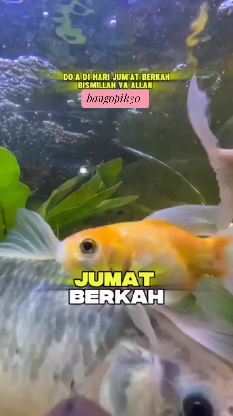 @bang opik