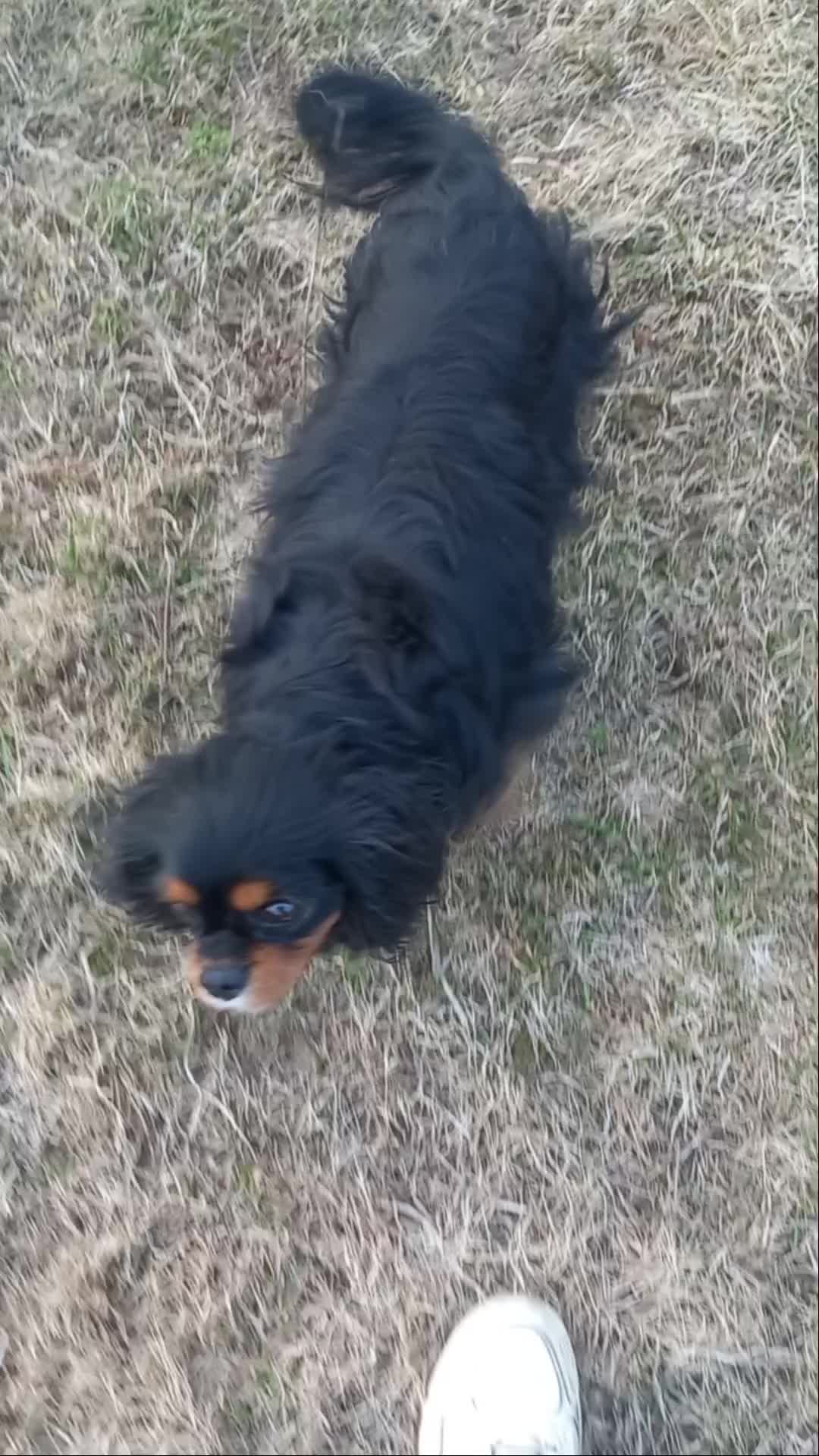 @🐉Дракоша Тоша🐕