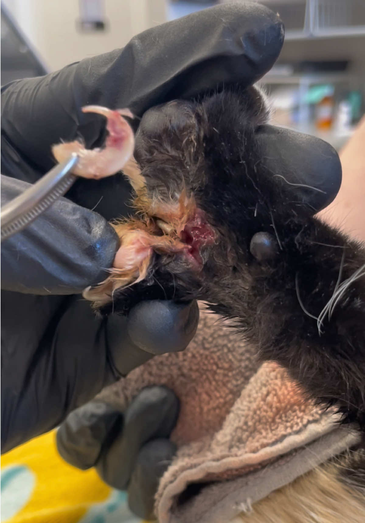 @Dr. Rami Awwad (vet)๐ถ๐ฑ