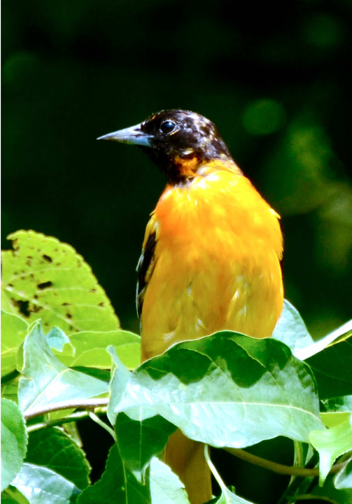 @Naturelover