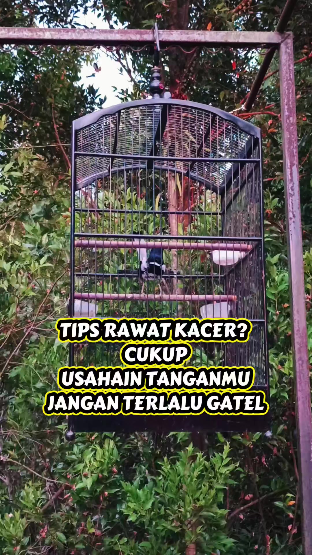 @Emperium Birds