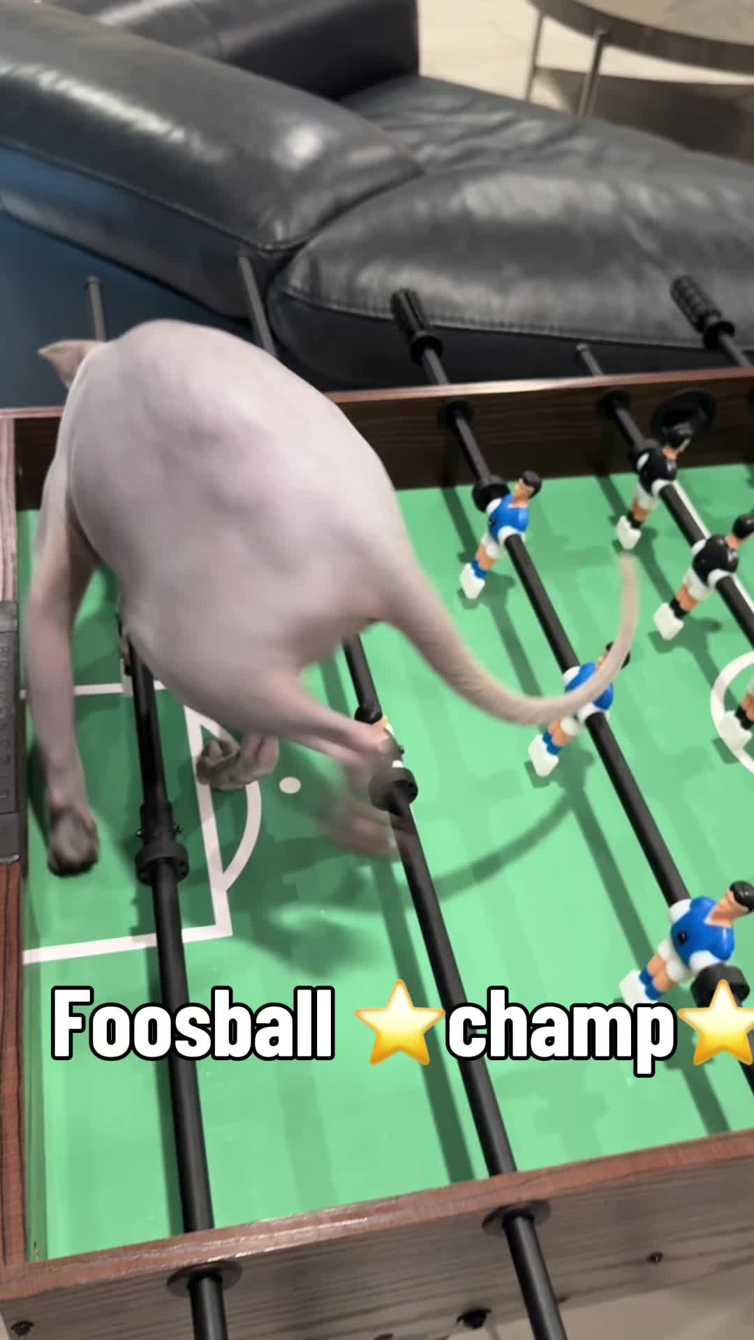 @BomboCats