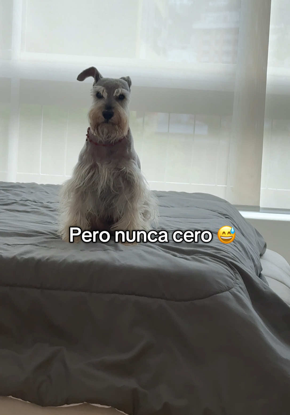 @vidadlanky