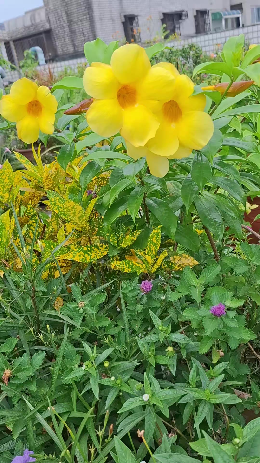 @張漢娟