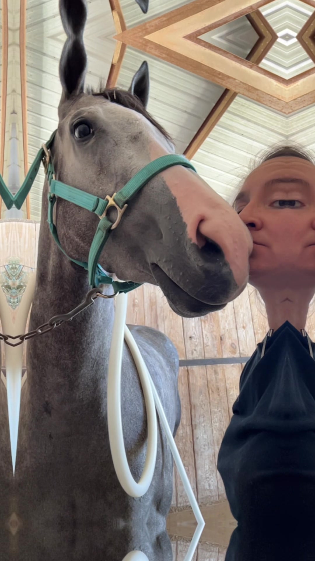 @JM Performance Horses