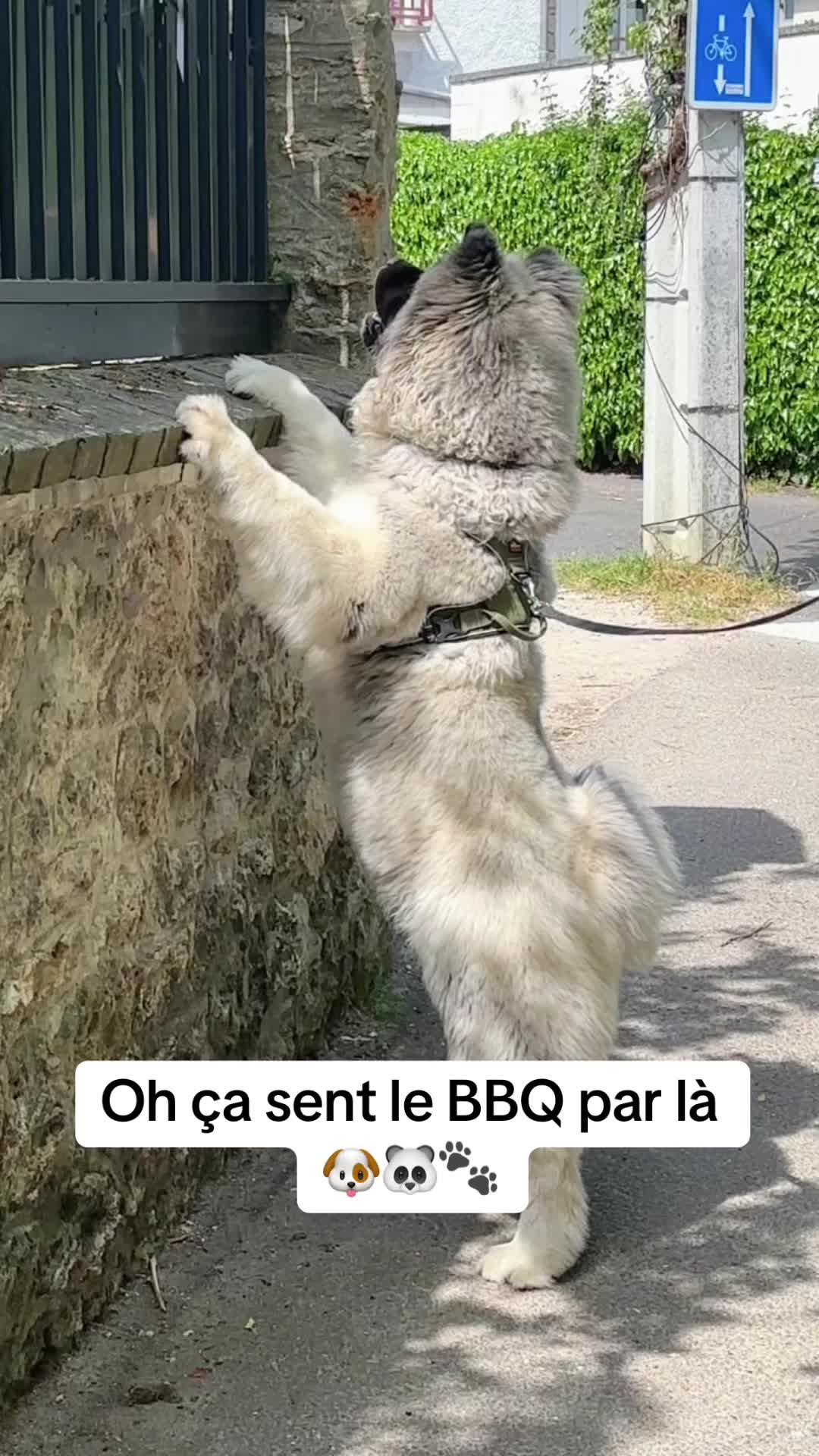 @Moon 🐶🐼🐾