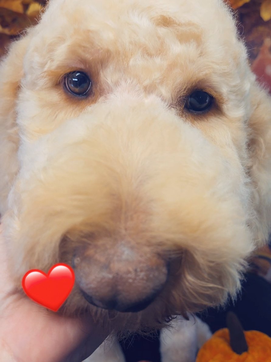 @Pet Stylist Christina