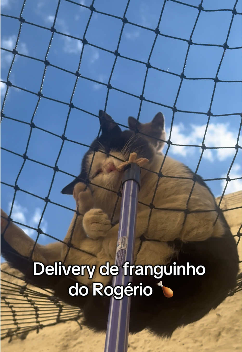 @diariodosmiaus16