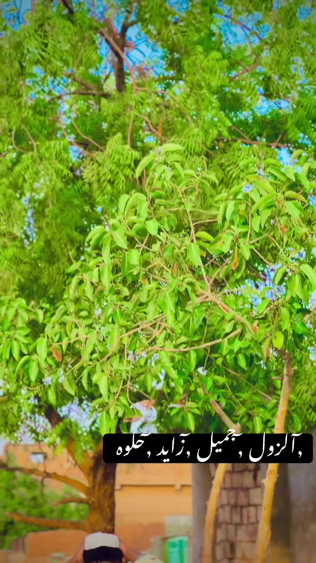 @,ٓاخو ,ٓعموري 919
